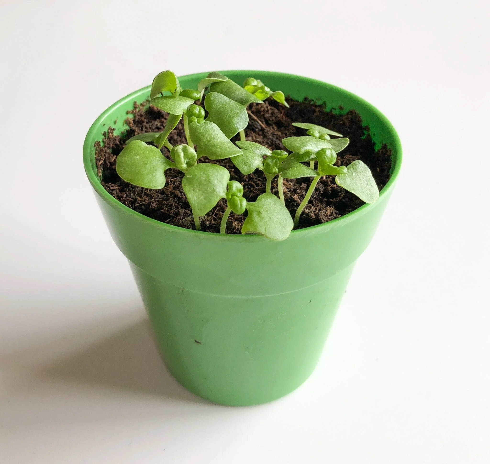 Basil Growing Kit with Pot - Image 6