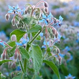 Bee and Butterfly Flower Garden Gift Bag - Image 5