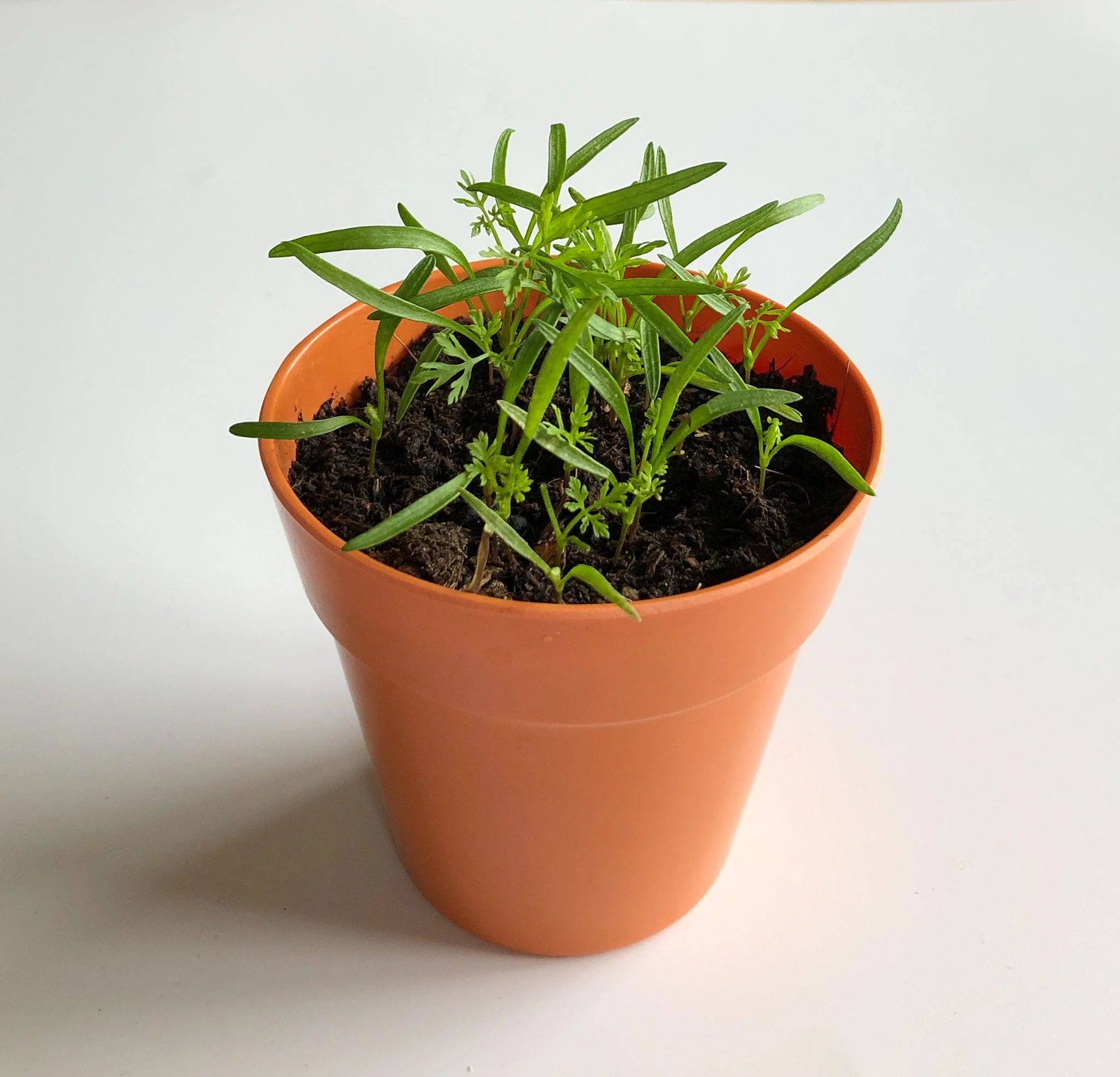 Carrot Growing Kit with Pot - Image 6