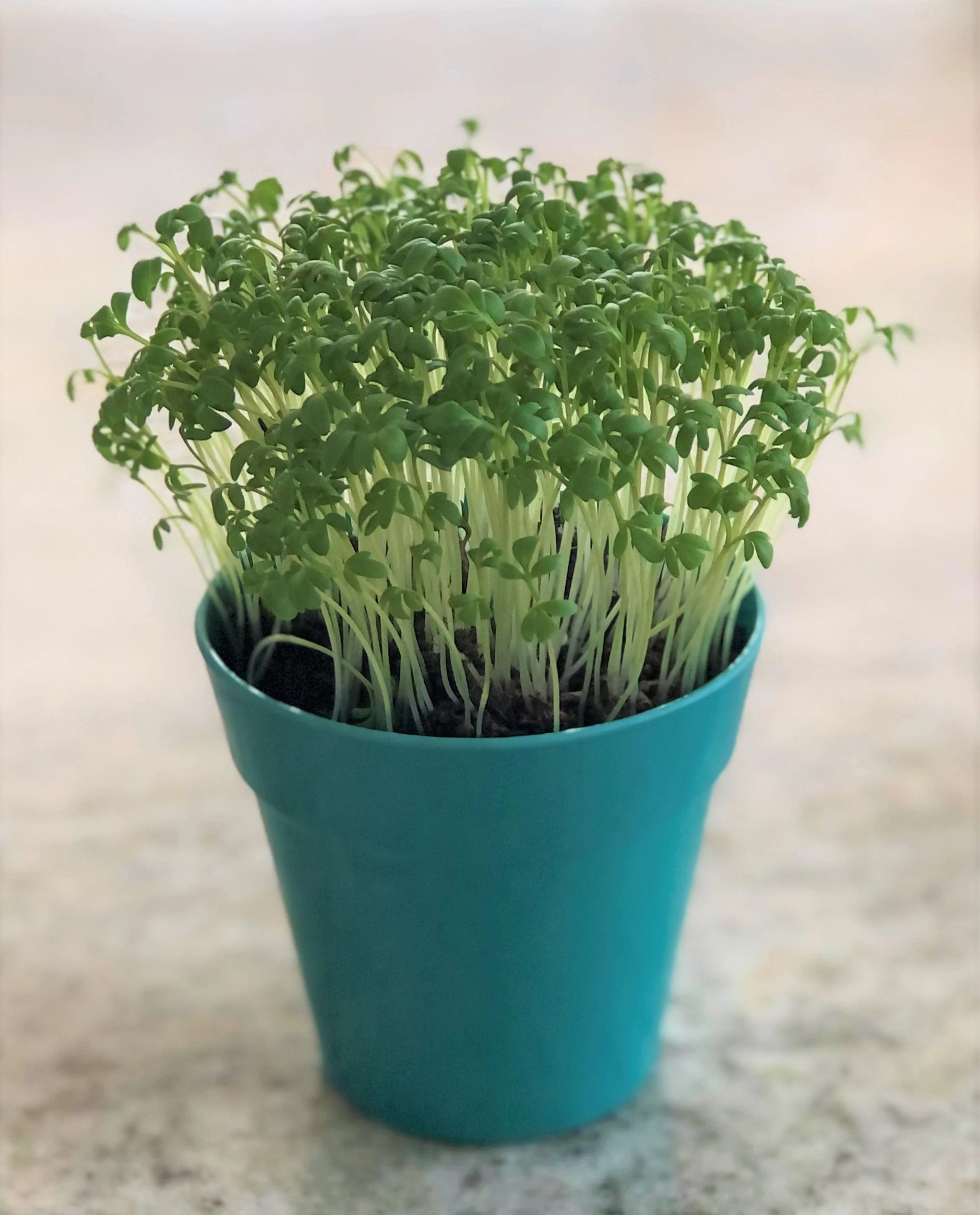 Cress Growing Kit with Pot - Image 5