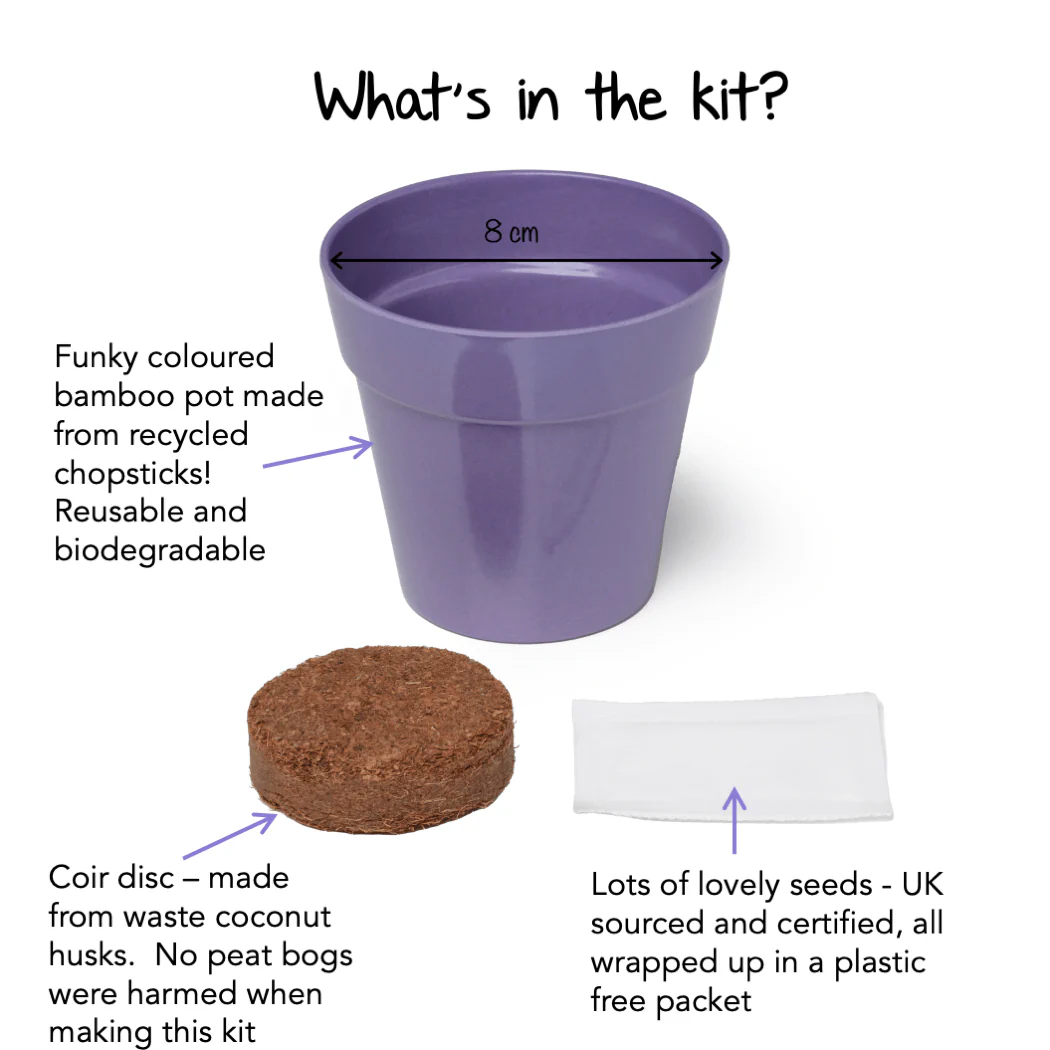 Grow Your Own Polka Dot Plant Complete Growing Kit with Pot - Image 4