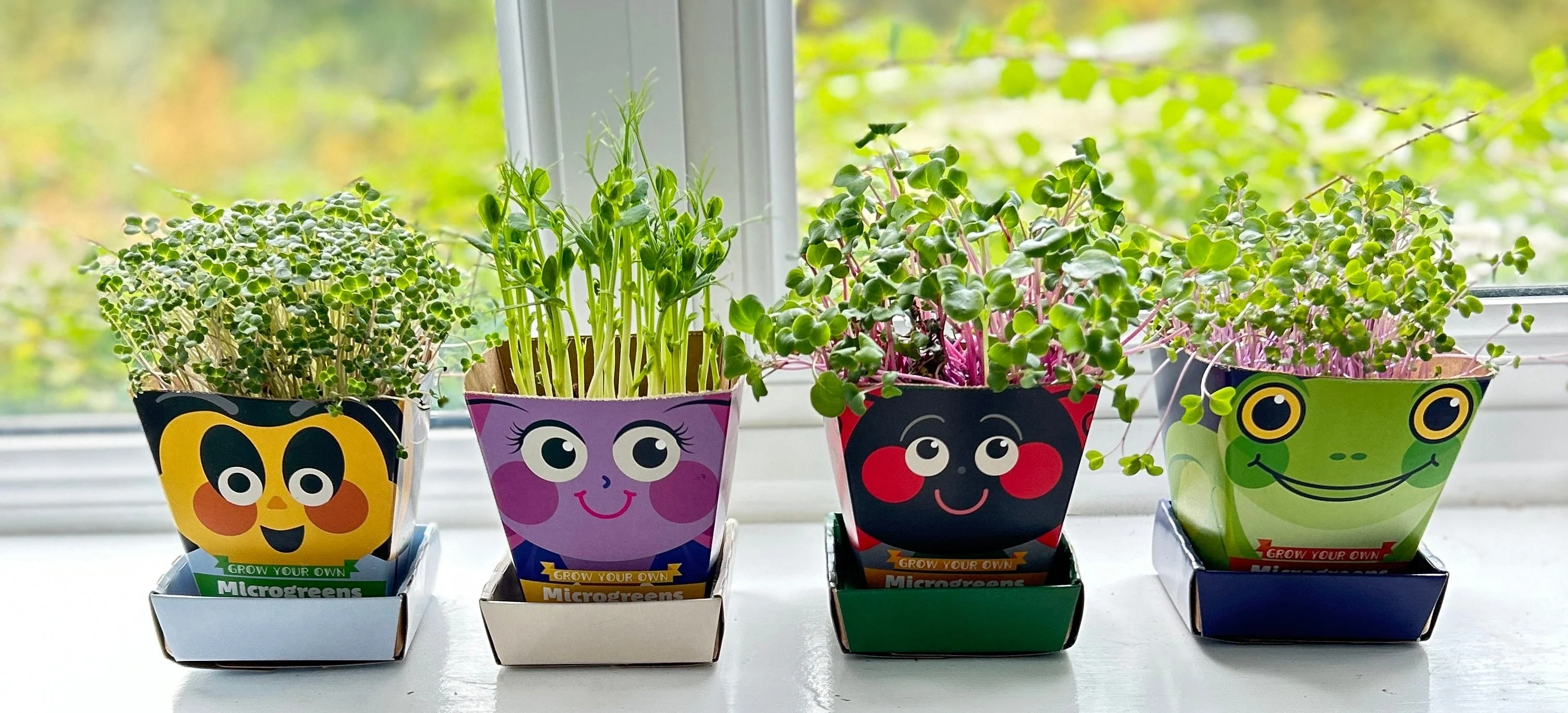 Children's Microgreens & Cress Head Growing Kit - Pea Shoots - Image 8