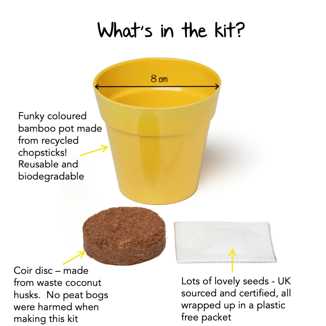 Mini Sunflower Growing Kit with Pot - Image 5