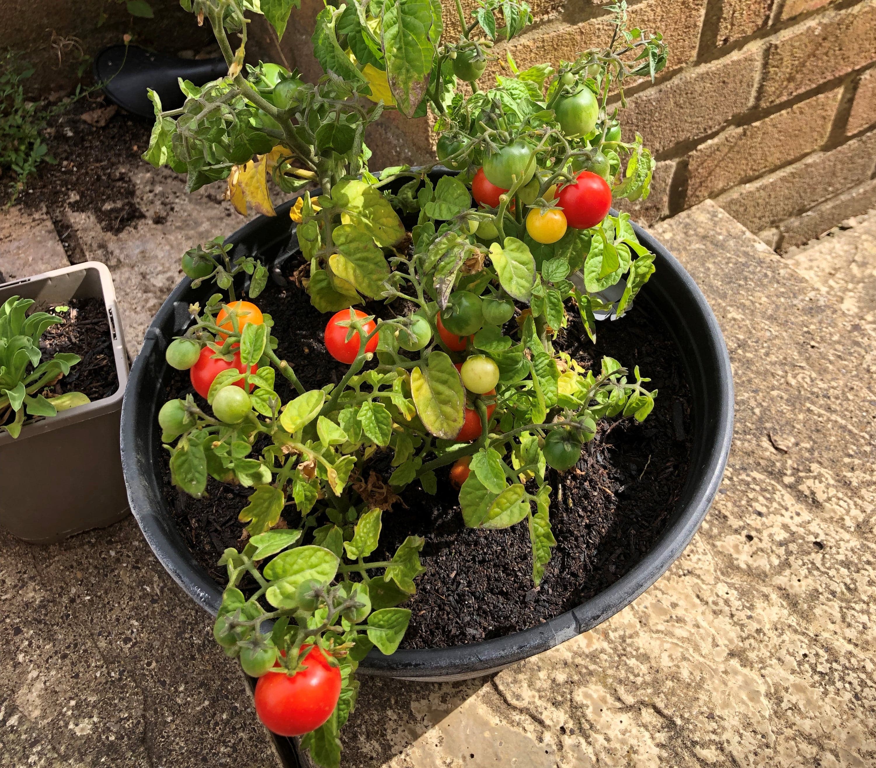 Pizza Toppings Growing Kit - Image 7
