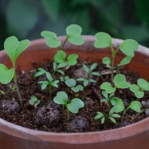 Seedballs Wildflower Jars - Image 10