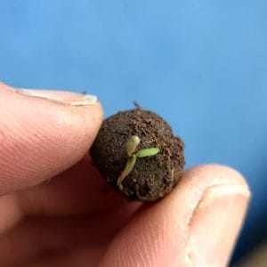 Seedballs Wildflower Jars - Image 11