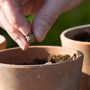 Seedballs Wildflower Jars - Image 9