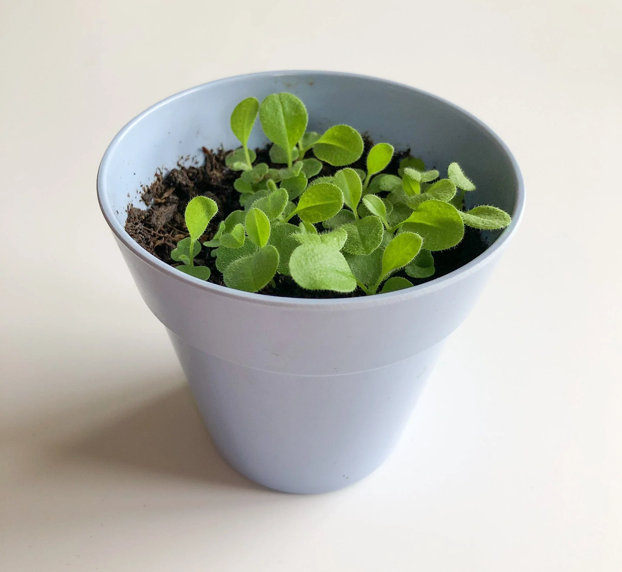 Wildflower Garden Growing Kit - Image 4