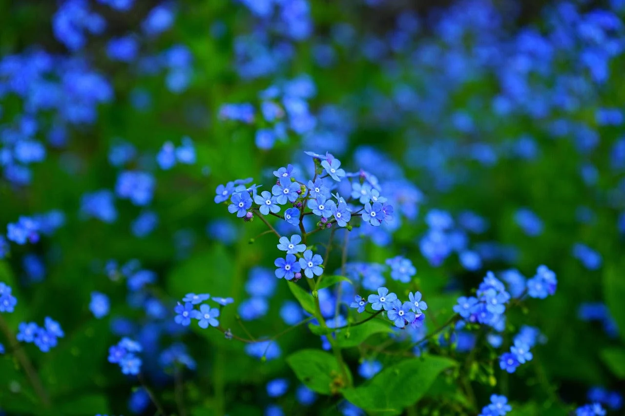 Wildflower Garden Growing Kit - Image 8